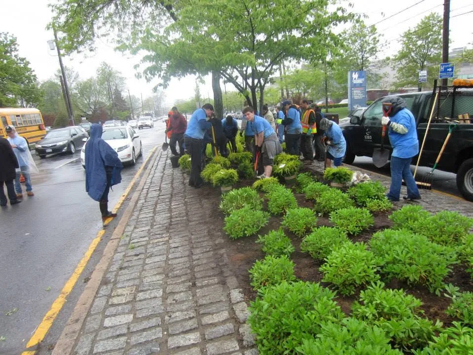 Rotarians in blue shirts planting shrubs along a street median in the rain, Staten Island, 2013